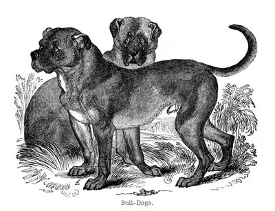 Bulldog, 1848 av Unbekannt