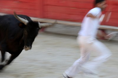 Tjurfäktning (Course camarguaise). Ett blodlöst skådespel (för tjurarna) där målet är att rycka en rosett från huvudet på en tjur, Vallabregues, Frankrike av Unbekannt