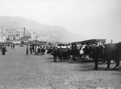 Tjurvagnar, Madeira, Portugal, c1920-c1930-tal av Unbekannt