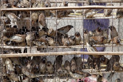 Burfåglar Udong Cambodge av Unbekannt