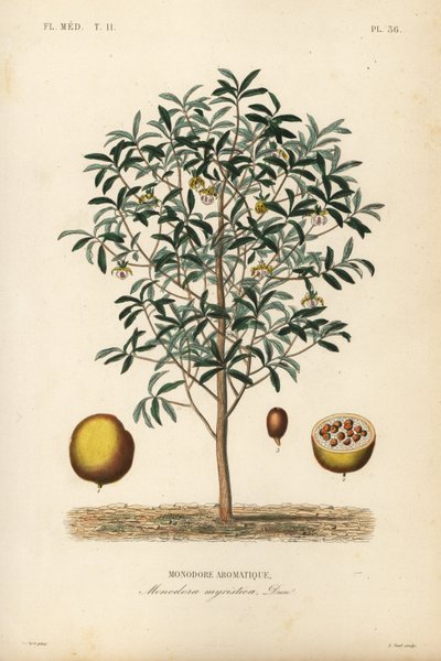 Kalebasmuskot, Monodora myristica, Monodore aromatique av Unbekannt
