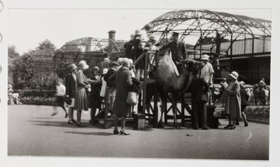 Kamelfärd, c 1930 av Unbekannt