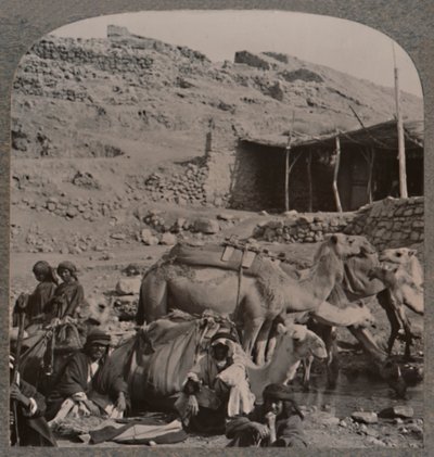 Kameltåg från Jerash, vattning vid Elishas fontän, c1900 av Unbekannt