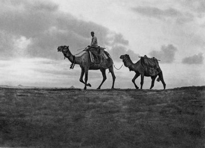 Kameler i öknen utanför Kairo, Egypten, c1920-talet av Unbekannt