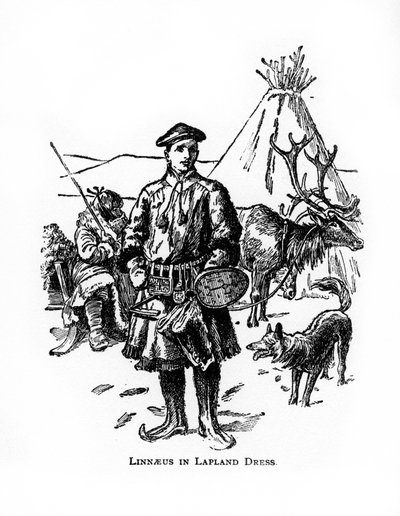 Carolus Linnaeus, svensk botaniker, läkare och zoolog från 1700-talet, 1900-talet av Unbekannt