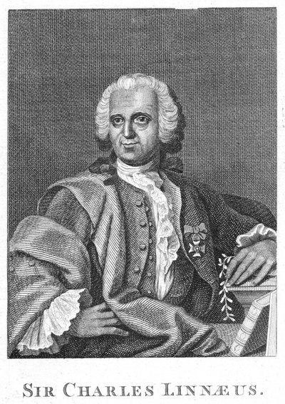 Carolus Linnaeus, svensk naturforskare från 1700-talet av Unbekannt