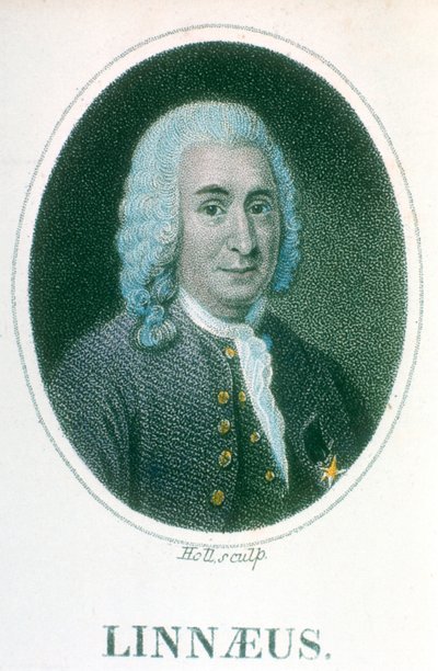 Carolus Linnaeus, svensk naturforskare från 1700-talet, tidigt 1800-tal av Unbekannt