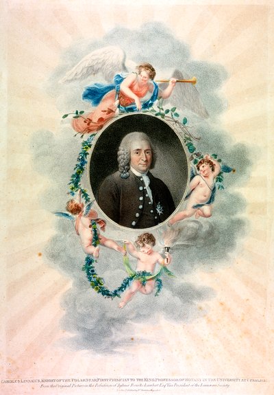 Carolus Linnaeus, svensk naturforskare och läkare, 1807 av Unbekannt