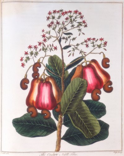 Cashewnöt - Anacardium occidentale, c1798 av Unbekannt