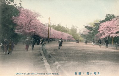 Körsbärsblommor i Uyeno Park Tokyo, c1910 av Unbekannt