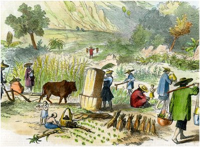Kinesisk skörd, Hong Kong, c1875 av Unbekannt