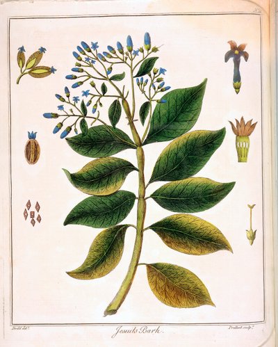 Cinchona jesuiter eller peruansk bark 1795 av Unbekannt