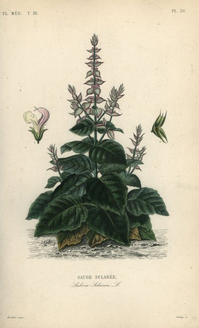Salvia, Salvia sclarea, Sauge sclaree av Unbekannt
