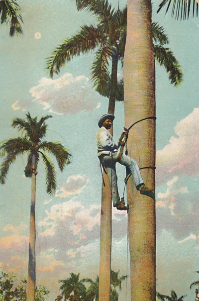 Climbing the Royal Palm - Climbing the Royal Palm, 1910. av Unbekannt