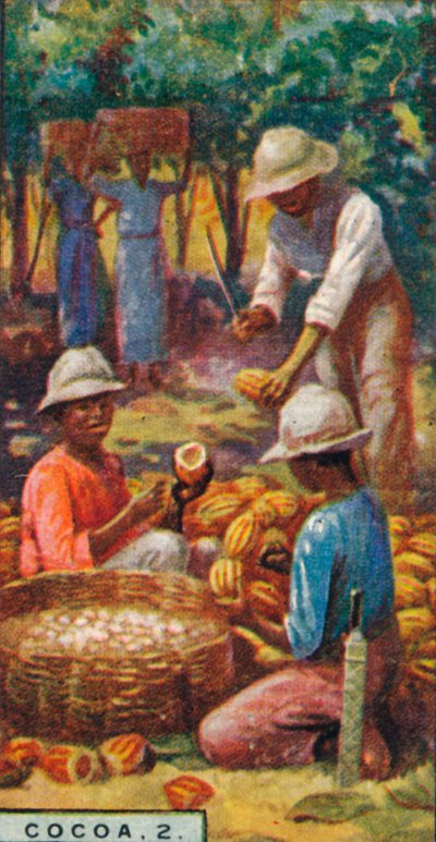 Cocoa, 2. - Opening the Pods, Trinidad, 1928 av Unbekannt