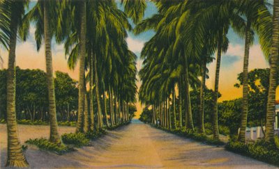 Coconut Avenue, Barranquilla, c1940-talet, av Unbekannt
