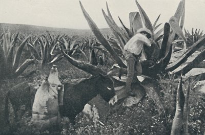 Samlar honungsvatten från en Maguey, 1916 av Unbekannt