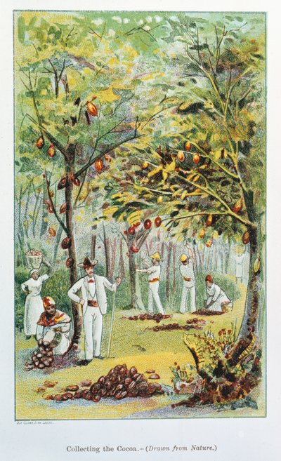 Samla kakao, Venezuela, 1892 av Unbekannt
