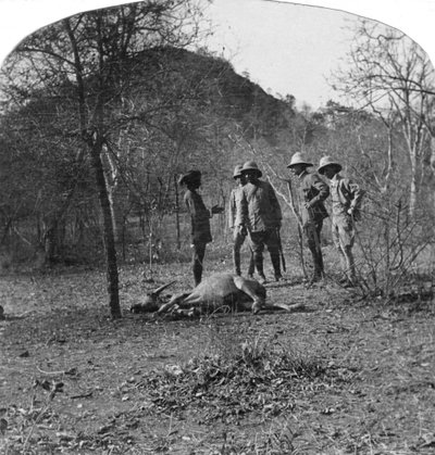 Överste Afsurul Mulk på tigerjakt, Indien, 1900-talet av Unbekannt
