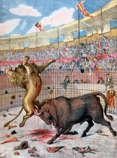 Strid mellan ett lejon och en tjur, Spanien, 1894 av Unbekannt