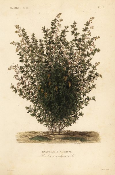 Vanlig berberis, Berberis vulgaris, vanlig berberis av Unbekannt