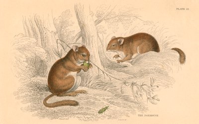 Vanlig slumrmus Muscardinus arvellanarius, vilognagare, 1828 av Unbekannt