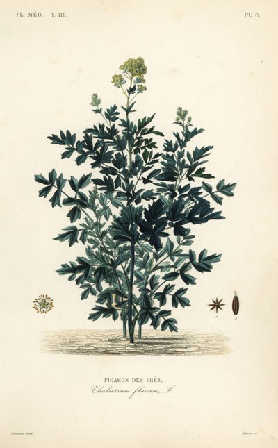 Vanlig ängsväg, Thalictrum flavum, Pigamon des pres av Unbekannt