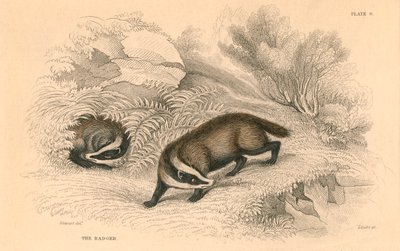 Vanlig eller eurasisk grävling Meles meles, 1828 av Unbekannt