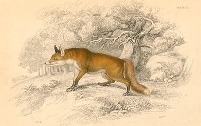 Vanlig eller röd räv Vulpes vulpes, 1828 av Unbekannt