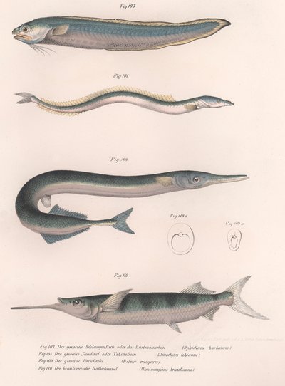 Vanlig ormfisk. Vanlig tobis. Vanlig Hornhecht. Brasiliansk halvnäbb, ca 1850-talet av Unbekannt
