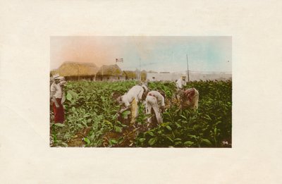 Tobaksskörd. - Tobaksplantage., c1910 av Unbekannt