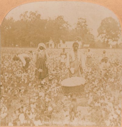 Bomullsplockning., c1900 av Unbekannt