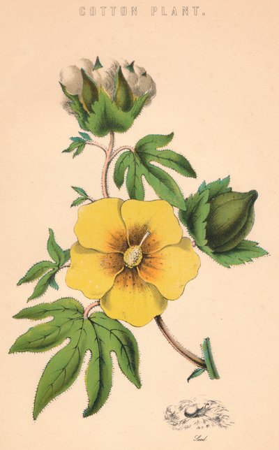Bomullsväxt, c1800-talet av Unbekannt