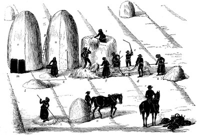 Växtföljd: tröska rajgräs för utsäde, 1855 av Unbekannt