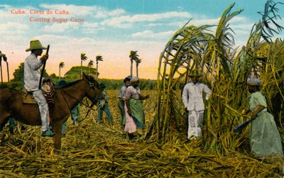 Kuba: Corte de Cana. Att skära sockerrör, c1910 av Unbekannt