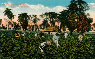 Kuba: Vega av tobak. Tobaksplantage, c1900 av Unbekannt