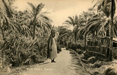 Dadelpalmer, Basra, c1918-c1939. av Unbekannt