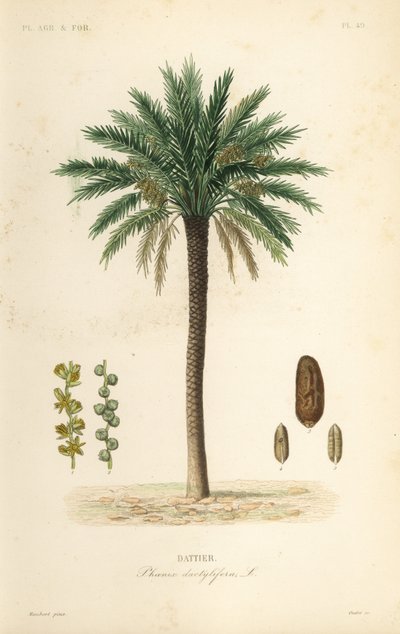 Dadelpalm, Phoenix dactylifera, Dattier av Unbekannt