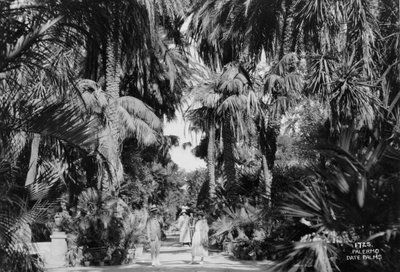 Dadelpalmer, Palermo, Sicilien, Italien, c1920-c1930s av Unbekannt