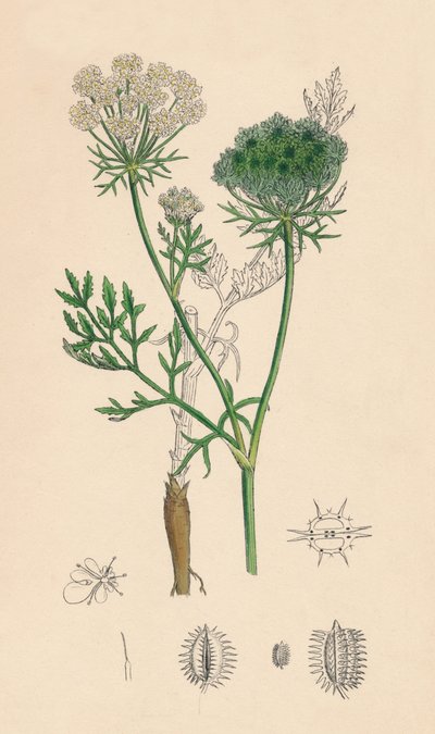 Daucus Carota. Vild morot, 1800-talet av Unbekannt