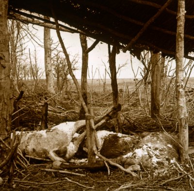 Döda hästar, Verdun, norra Frankrike, c1914-c1918 av Unbekannt