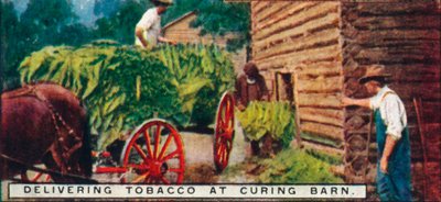 Levererar tobak till Curing Barn, 1926 av Unbekannt