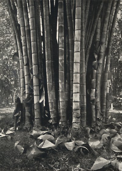Den nedre delen av stjälkarna på en jättelik bambuväxt i Peradeniya, 1926 av Unbekannt