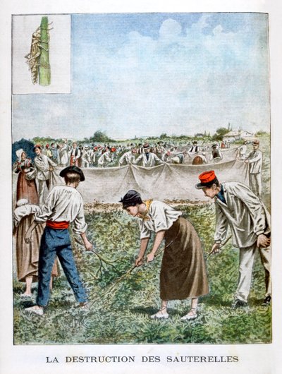 Förstör gräshoppan, 1901 av Unbekannt