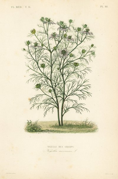 Djävulen-i-busken eller kärlek-i-en-dimma, Nigella arvensis, Nigelle des champs av Unbekannt
