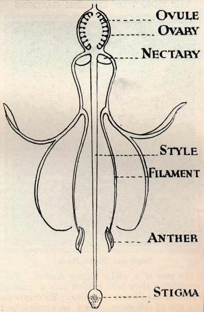 Diagram av en Fuchsia-blomma, som visar mekanismen som används för att producera frön, c1934 av Unbekannt