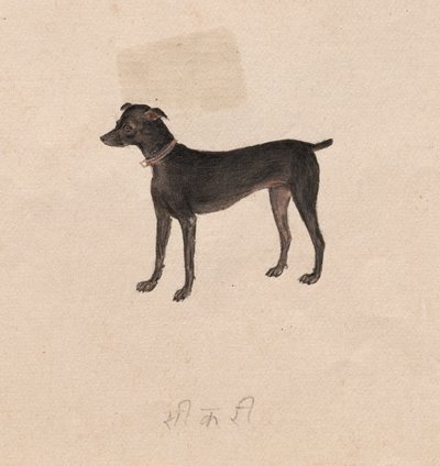 Hund, 1800-tal. av Unbekannt