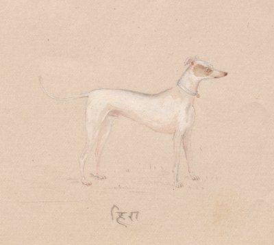 Hund, 1800-tal. av Unbekannt