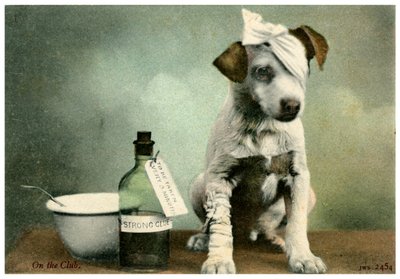Hund i bandage av Unbekannt