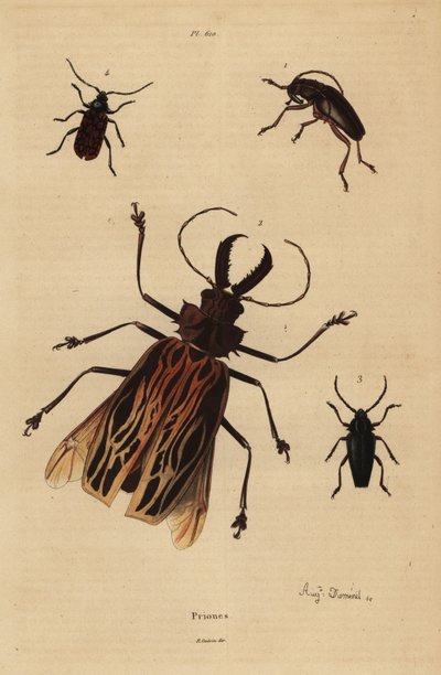 Dorysthenes paradoxus 1, Macrodontia cervicornis, sårbar 2, Elateropsis lineatus 3 och Prionus versicolor 4 av Unbekannt